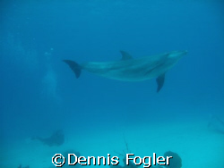 four dolphins joined our dive in grand turks. by Dennis Fogler 